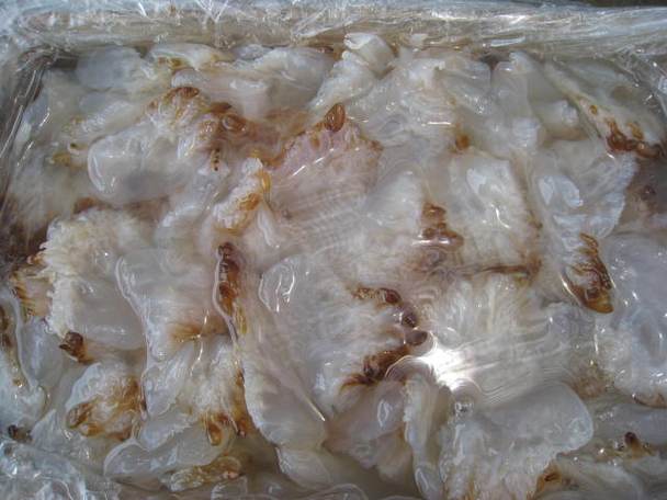 海蜇貿(mào)易準(zhǔn)入國及品鑒指南 已獲輸華資格的國家與產(chǎn)品詳解